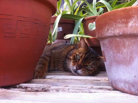 Mickey the cat between two plant pots
