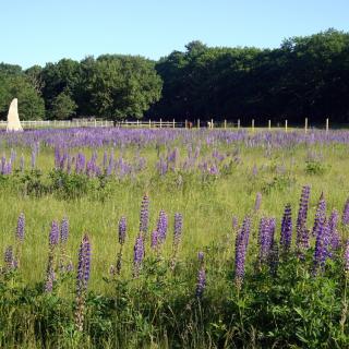 field full of lupines