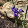 purple flower bulbs near large rock